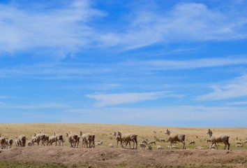 Fototapeta na wymiar Australian sheep against a big blue sky with dry land and wispy clouds