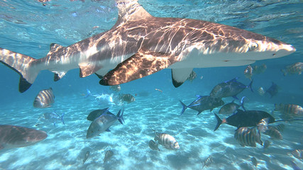 snorkeling in a lagoon with sharks, French Polynesia