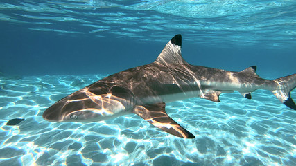 snorkeling in a lagoon with sharks, French Polynesia