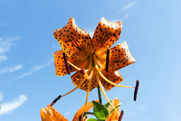 Tiger lily reddish-orange black-spotted flower. © tortlecat