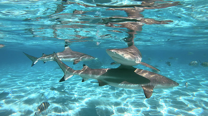 Fototapeta premium snorkeling in a lagoon with sharks, French Polynesia