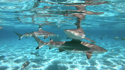 snorkeling in a lagoon with sharks, French Polynesia