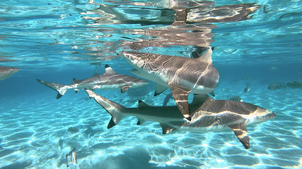 snorkeling in a lagoon with sharks, French Polynesia