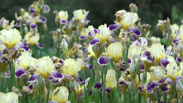 Field of blossom iris flower, beautiful spring landscape
