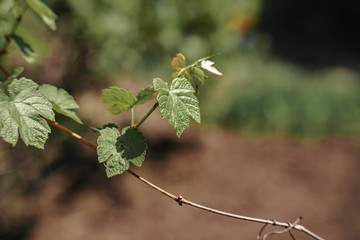 young vine