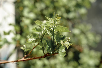 young vine