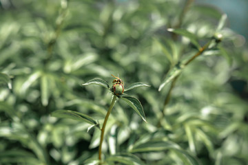 wasp on a peony bud
