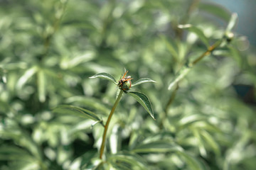 wasp on a peony bud