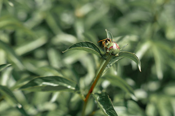 wasp on a peony bud