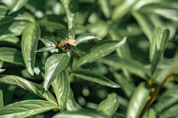 beetles on a peony bud
