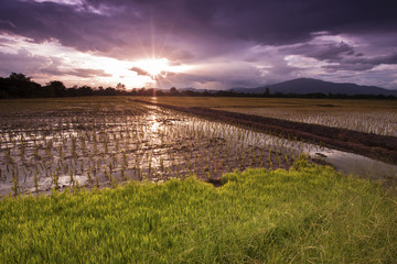 Fototapeta na wymiar Landscape rice paddies at sunset