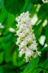 Kastanienblüte (Castanea)