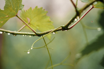drops of water on the branches of the grapes after rain