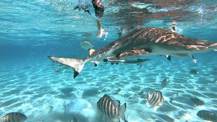snorkeling in a lagoon with sharks, French Polynesia