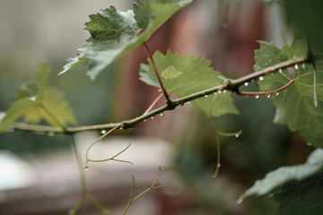 drops of water on the branches of the grapes after rain