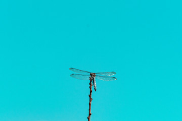 blue dragonfly on a branch against a blue sky background