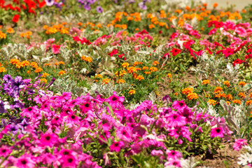 Fototapeta premium flowers on a city flowerbed