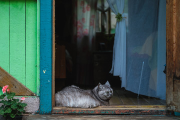 A fat gray cat lies in a wooden house.