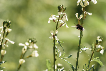 bumblebee on blossoming arugula