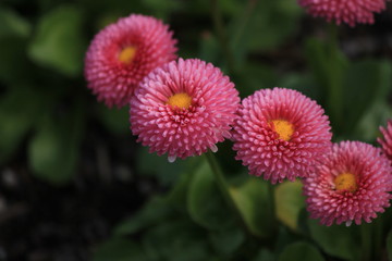 Four (4) Pink with Yellow Centre Australian Flowers