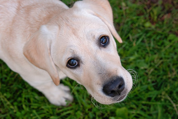 Yellow labrador puppy retriever in green background