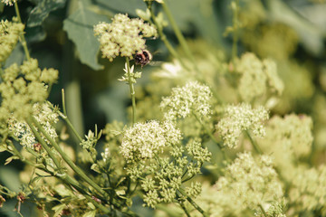 bumblebee on a dill flower