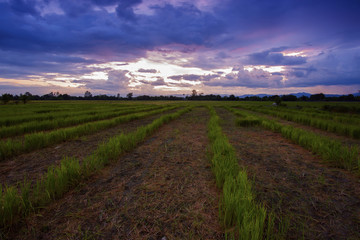 Fototapeta na wymiar Landscape rice paddies at sunset