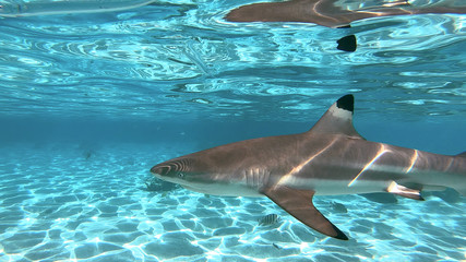 snorkeling in a lagoon with sharks, French Polynesia