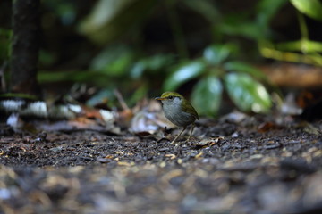 Grey-bellied tesia (Tesia cyaniventer) in Dalat, Vietnam