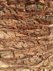 textured detail of palm tree bark background