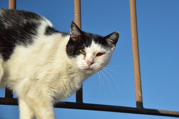 Hauskatze