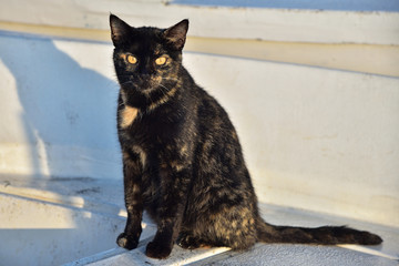Schwarze Katze