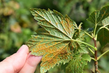 Cronartium ribicola disease on black currant leaves