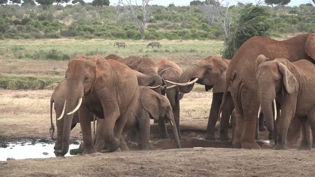 Kenya. Tsavo National Park. Elephants came to the watering place