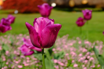 Colorful pink tulip flowering in the garden with green grass landscape at sunny summer day