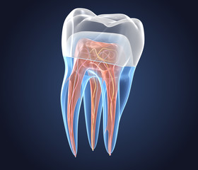 Transparent teeth with crown. 3d renderings of endodontics inner structure over white background