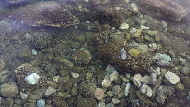 Rocks and pebbles beneath rippling clear water.