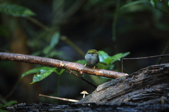 Grey-bellied tesia (Tesia cyaniventer) in Dalat, Vietnam