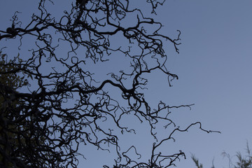 Silhouette Winding Tree Branches Against Dusty Blue Sky