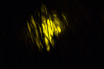 Abstract light through grass