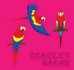 Parrot Scarlet Macaw Cartoon Vector Illustration