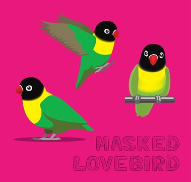 Parrot Masked Lovebird Cartoon Vector Illustration