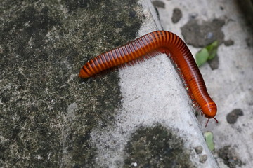 a millipede making a turn on concrete ground