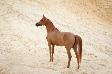 Chestnut arabian horse on sandy desert background