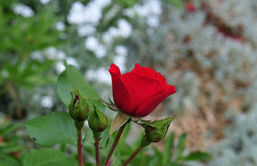 buds and red flower of a rose plant