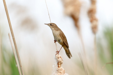Savi's Warbler (Locustella luscinioides)