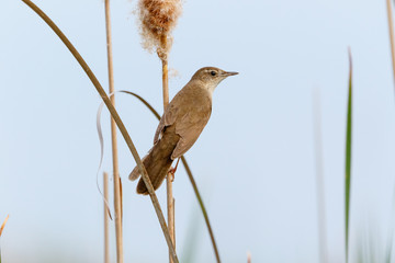 Savi's Warbler (Locustella luscinioides)
