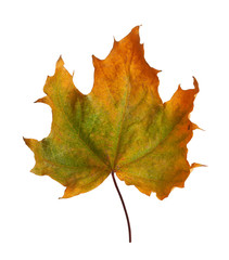 Autumn maple branch with leaves  isolated on background