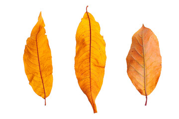 Autumn  branch with leaves  isolated on  background