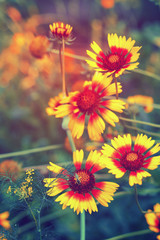 Beautiful bright  flower rudbeckia on  blooming green meadow